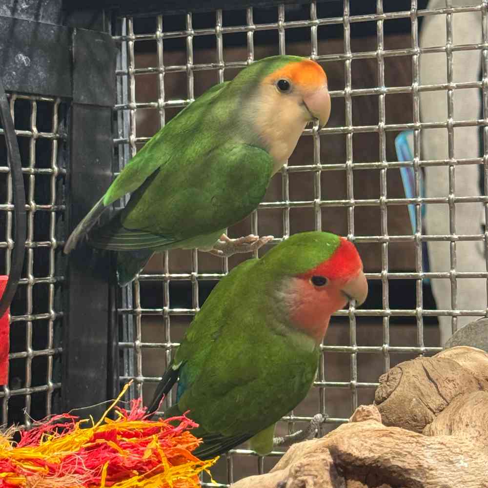 carousel pet images