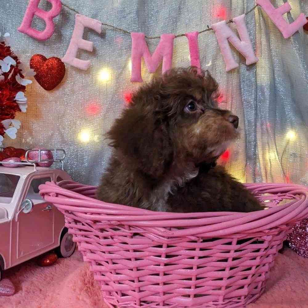 carousel pet images
