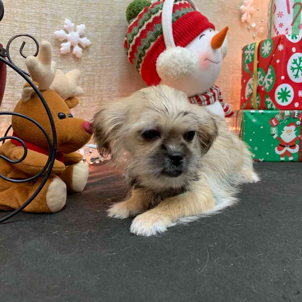 carousel pet images