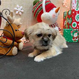 Shorkie
