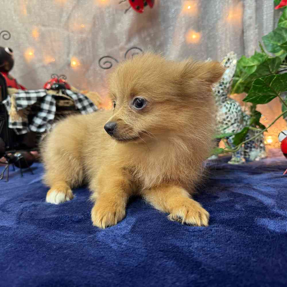 carousel pet images