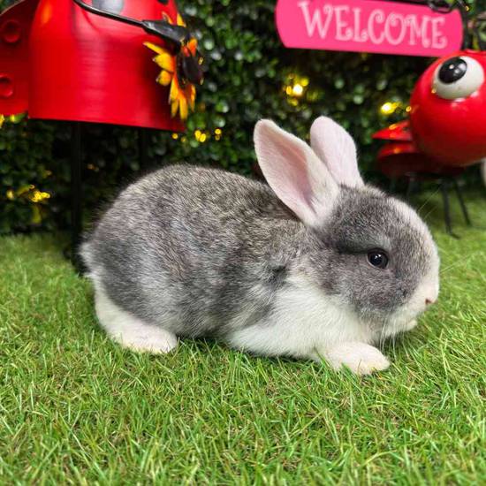 Flemish Giant Holland Lop Mix