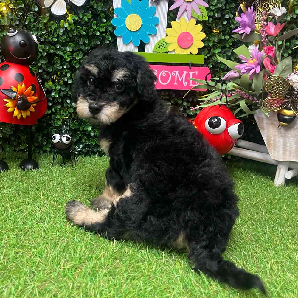 carousel pet images