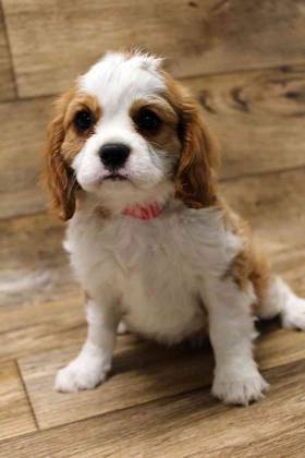 Cavalier King Charles Spaniel