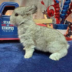 Holland Lop Mini Rex Mix