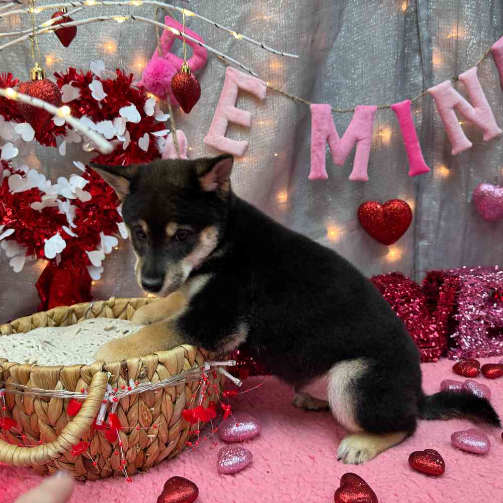 carousel pet images