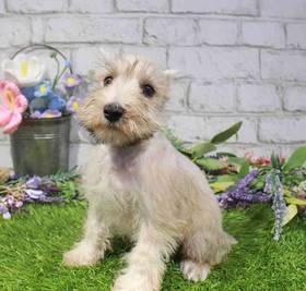 Mini Schnauzer