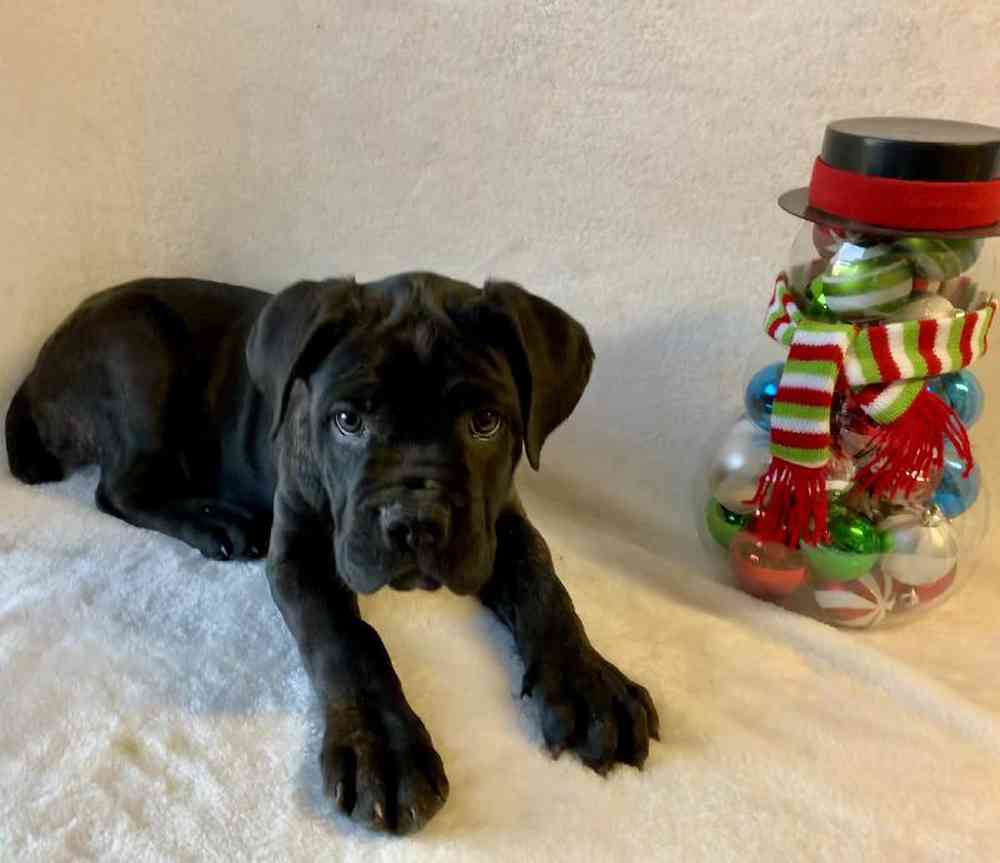 carousel pet images