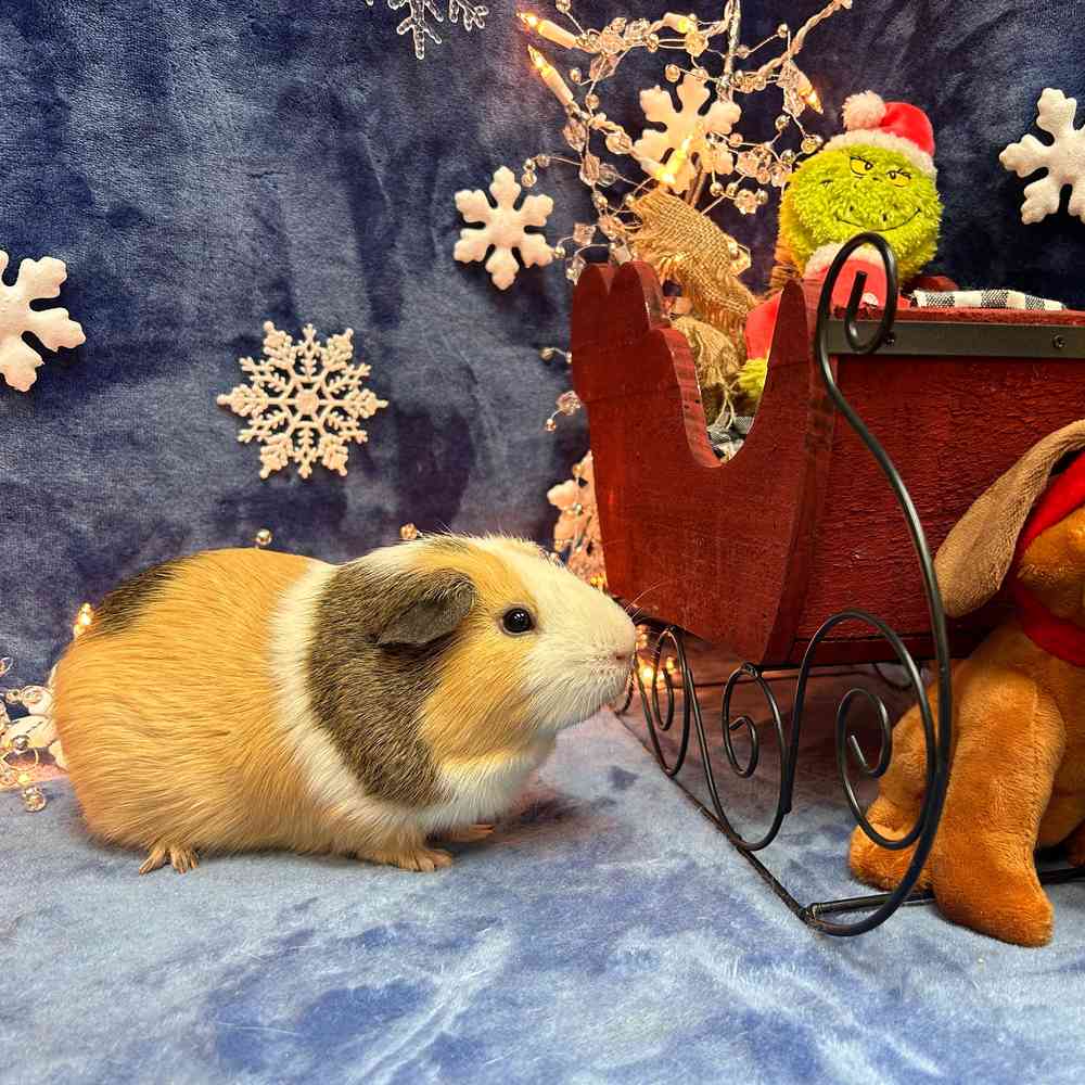 carousel pet images