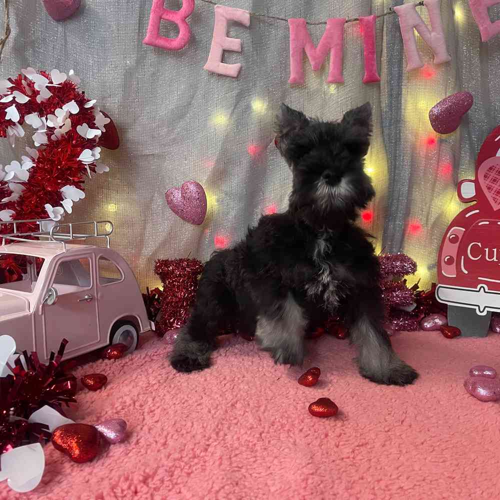 carousel pet images