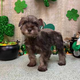 Mini Schnauzer