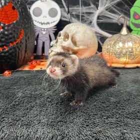 Ferret