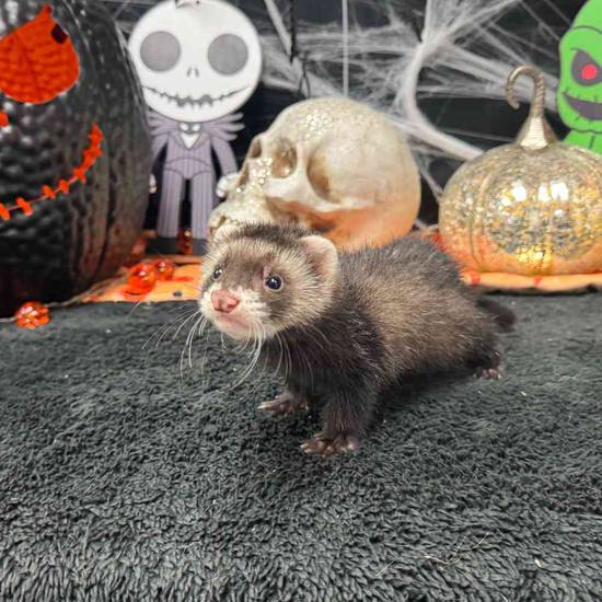 Ferret