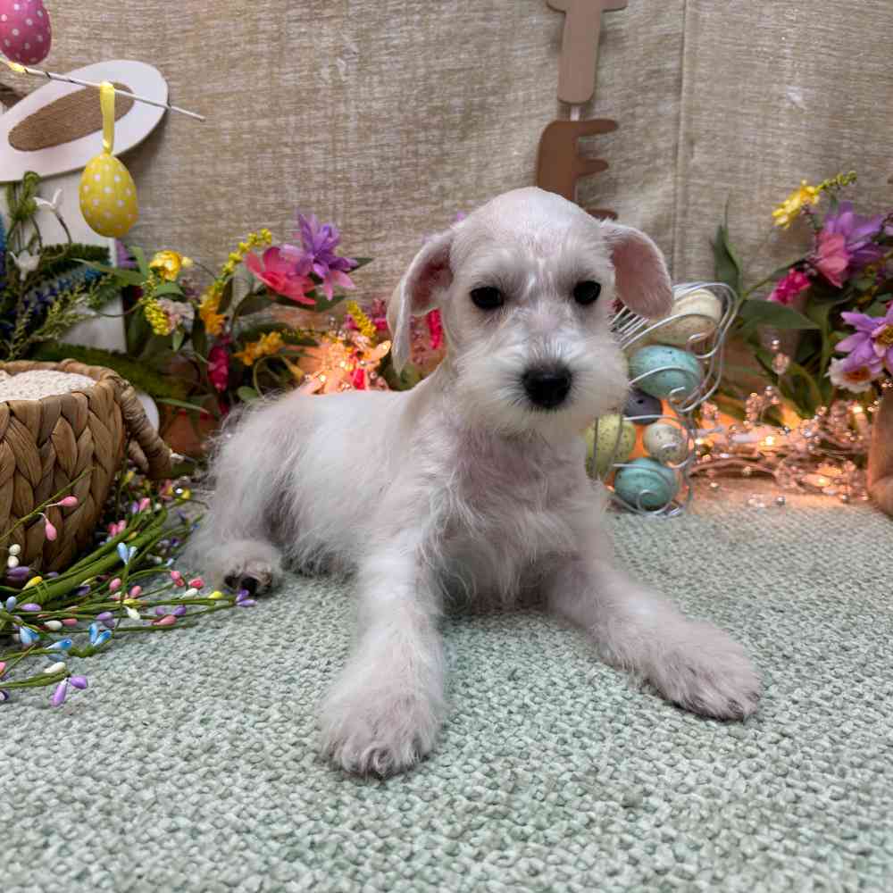 carousel pet images