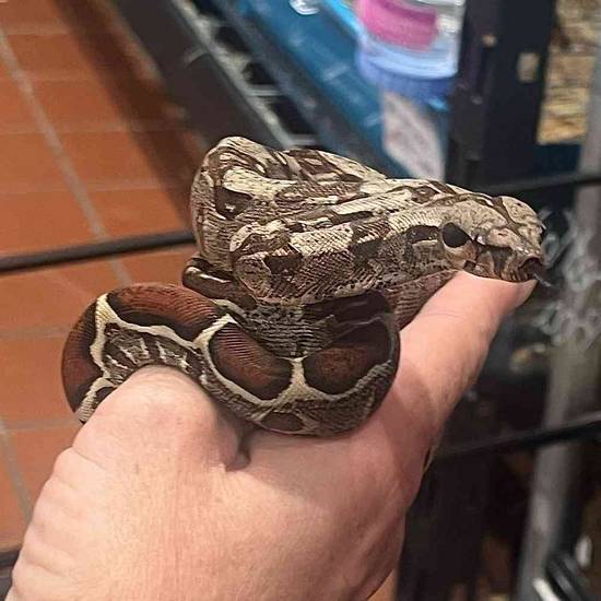 Columbian Red Tail Boa