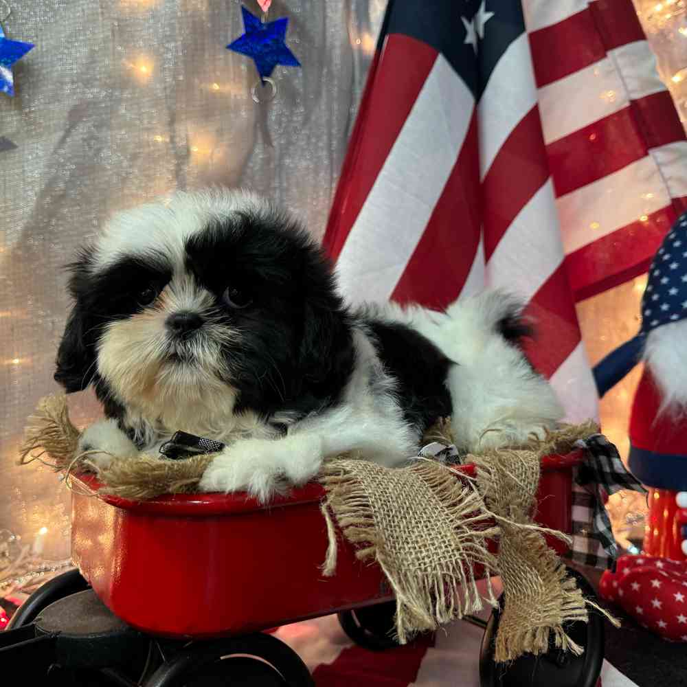 carousel pet images