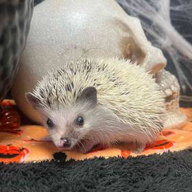 Hedgehog
