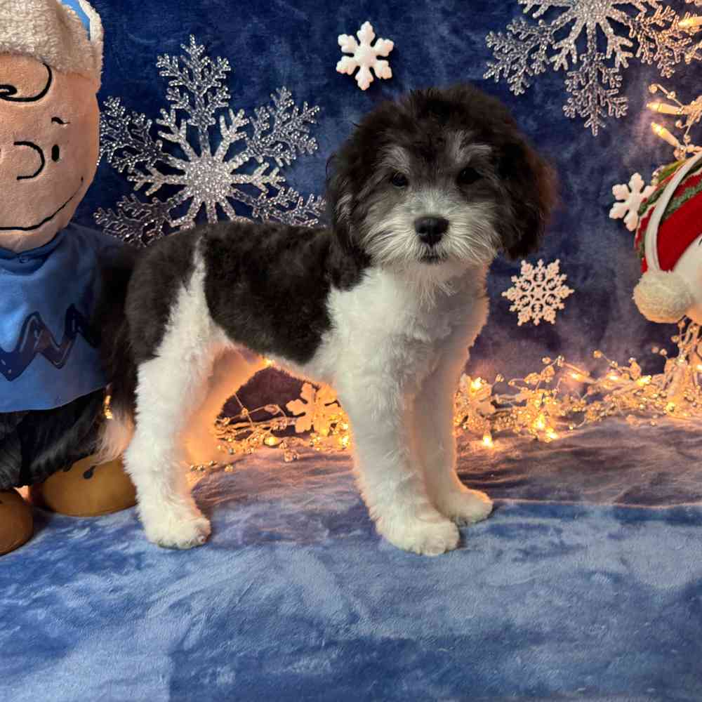 carousel pet images