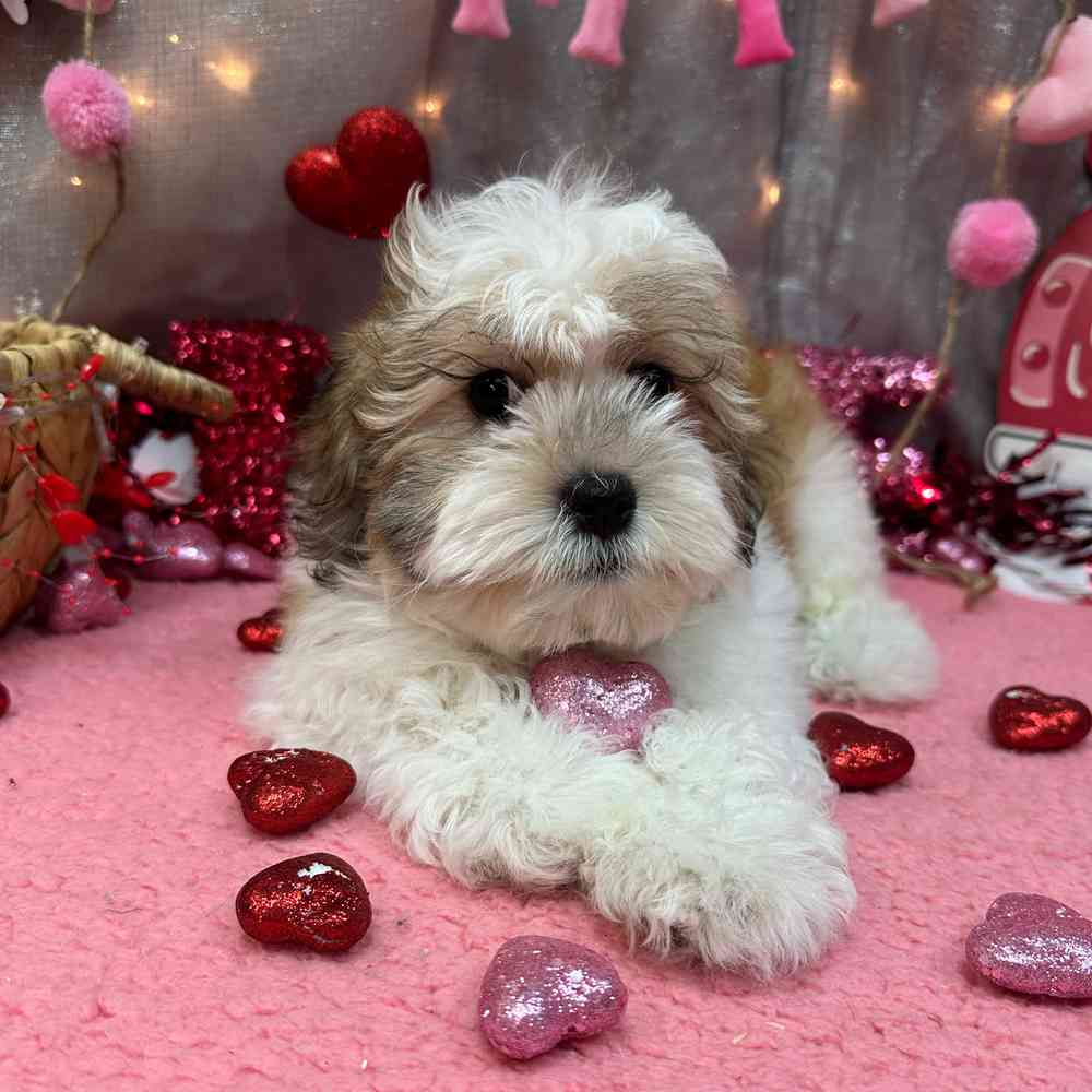 carousel pet images
