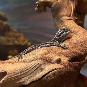 Bearded Dragon