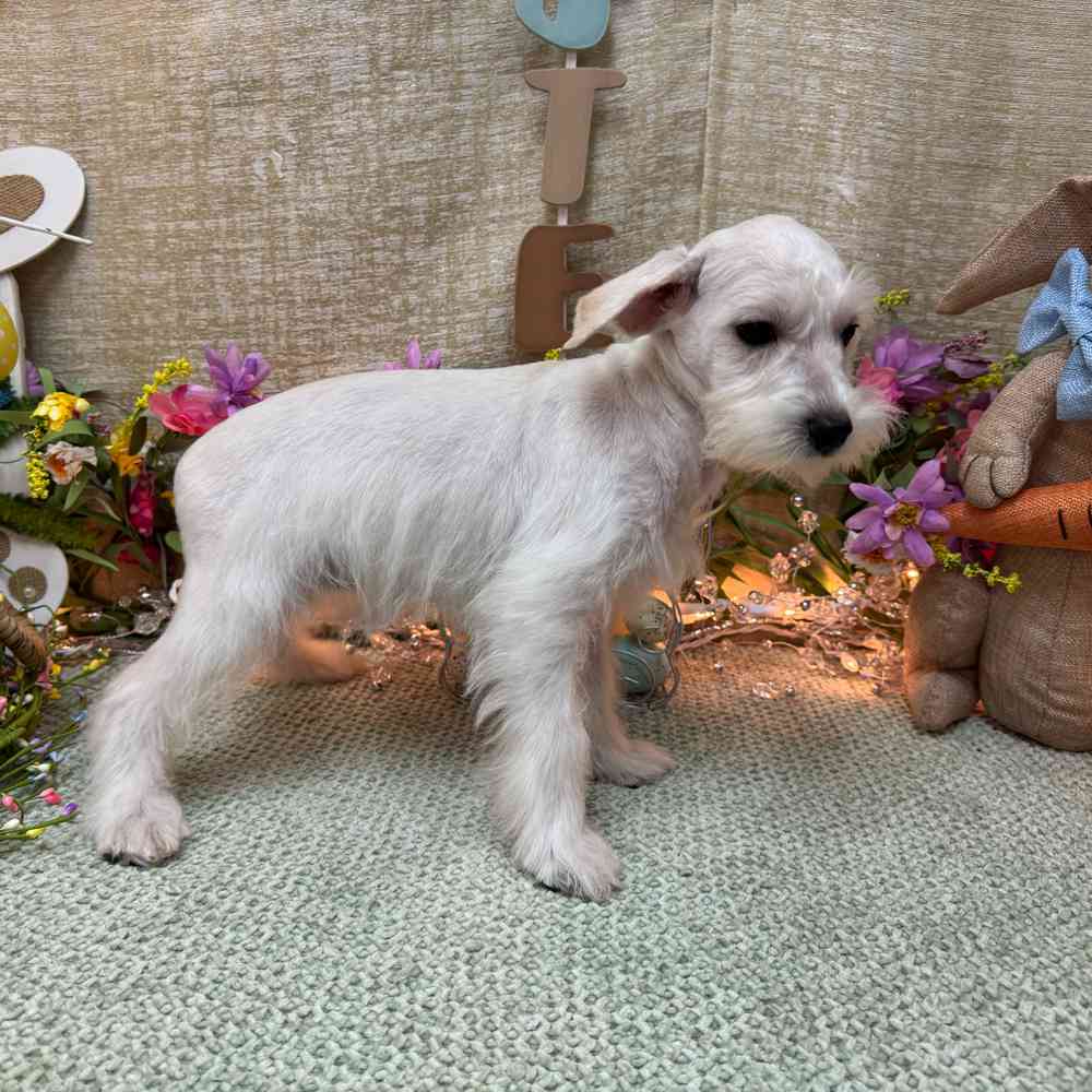 carousel pet images
