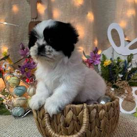 Shih Tzu