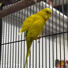 Parakeet