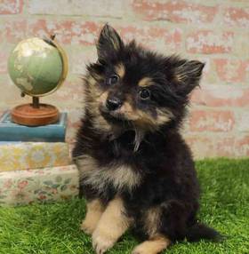 Pomeranian