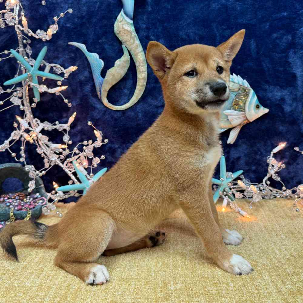 carousel pet images