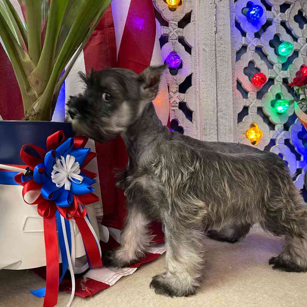 carousel pet images