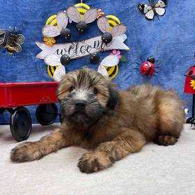 Soft Coated Wheaten Terrier