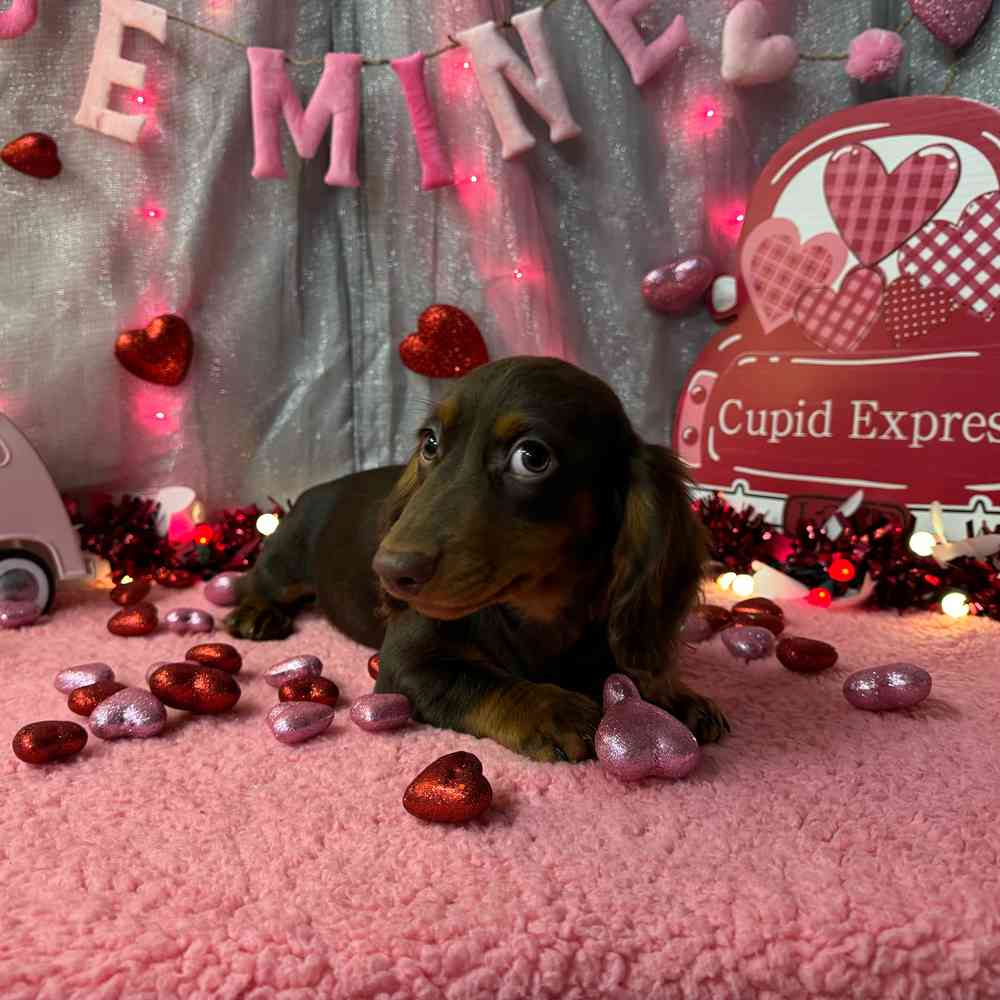 carousel pet images
