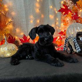 Giant Schnauzer