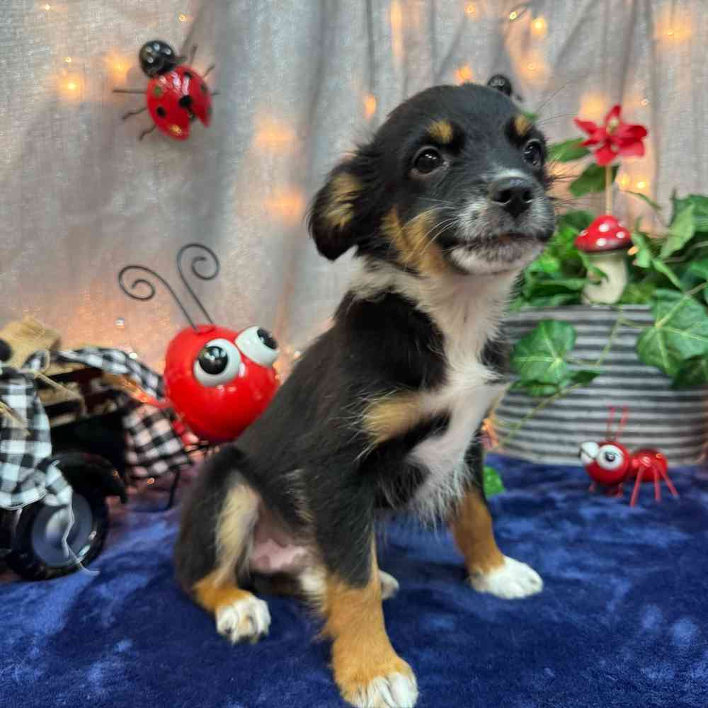 carousel pet images