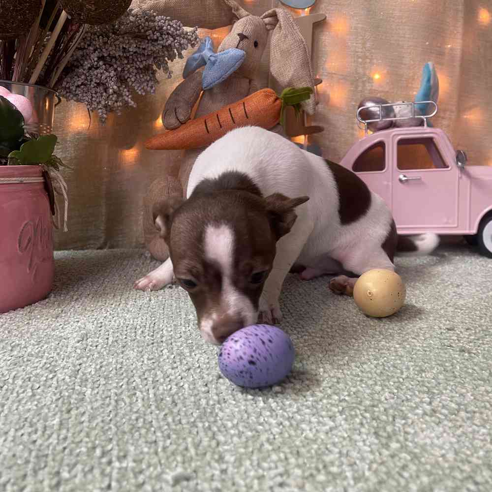 carousel pet images