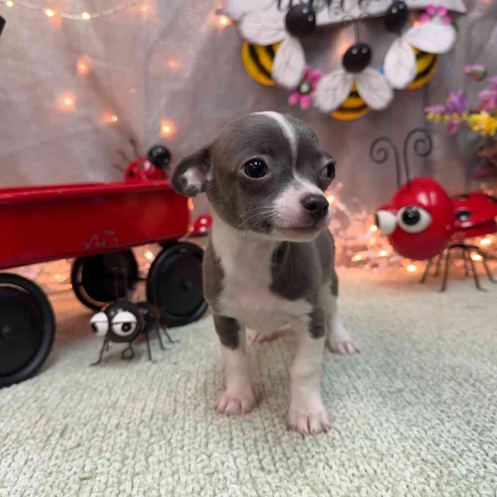 carousel pet images