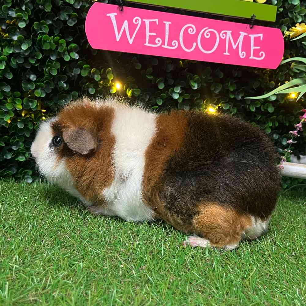 carousel pet images