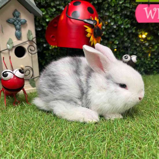 Flemish Giant Holland Lop Mix