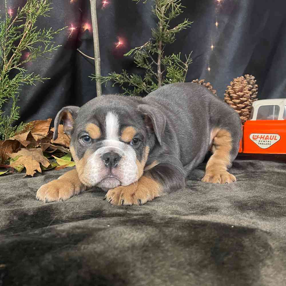 carousel pet images