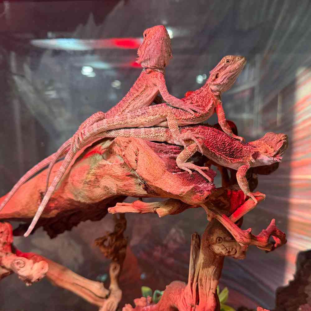 carousel pet images