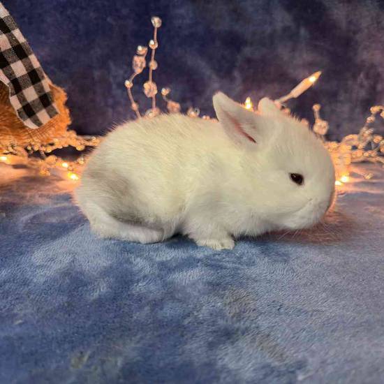 Small Animal for Sale Pets Plus Stafford