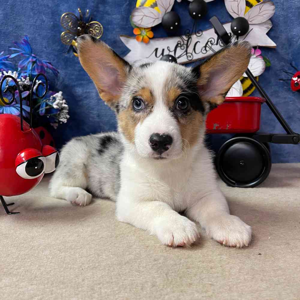 carousel pet images