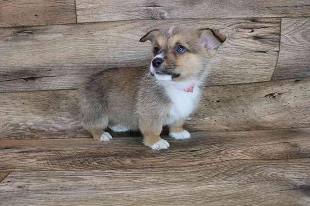 carousel pet images