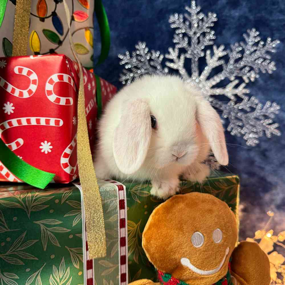 carousel pet images