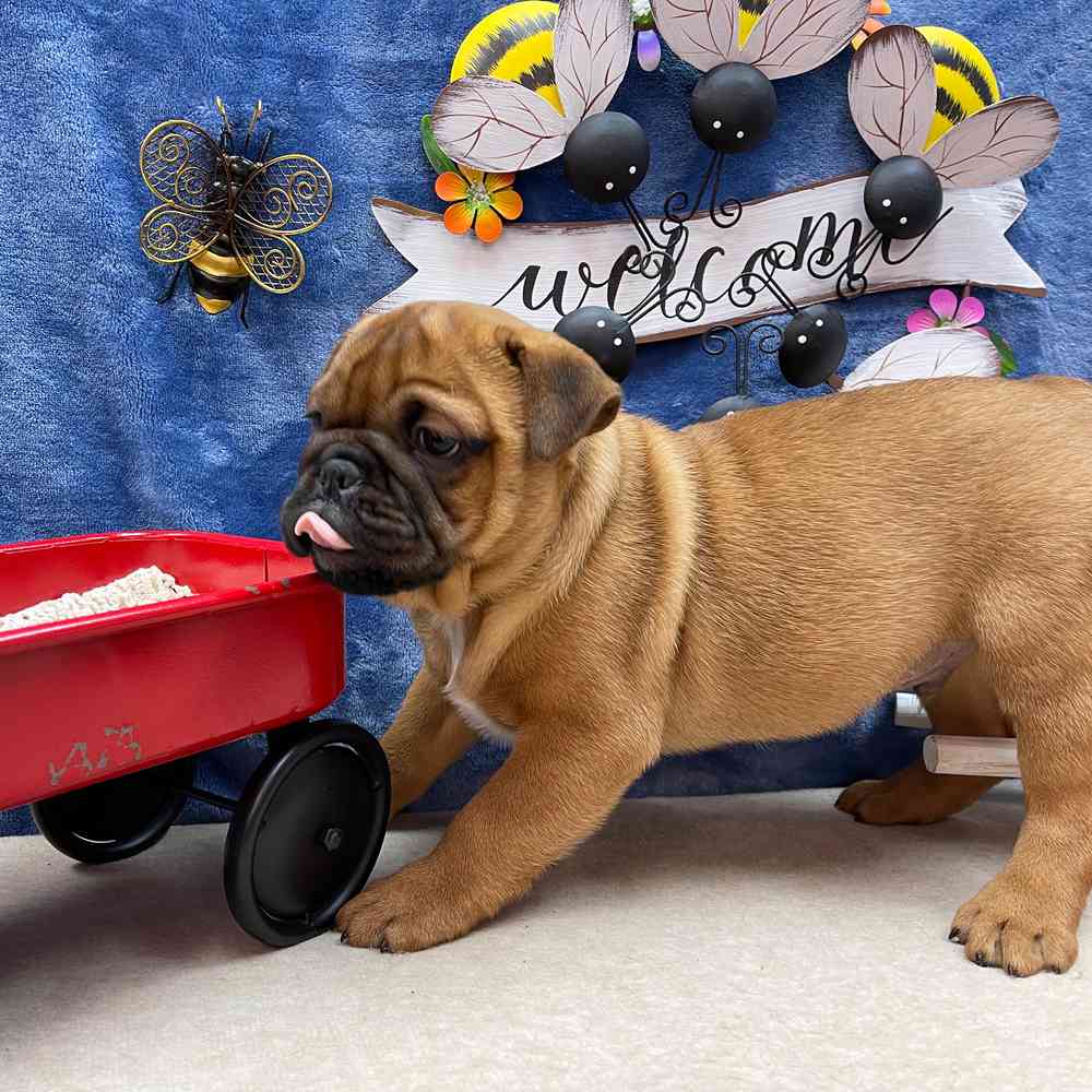carousel pet images