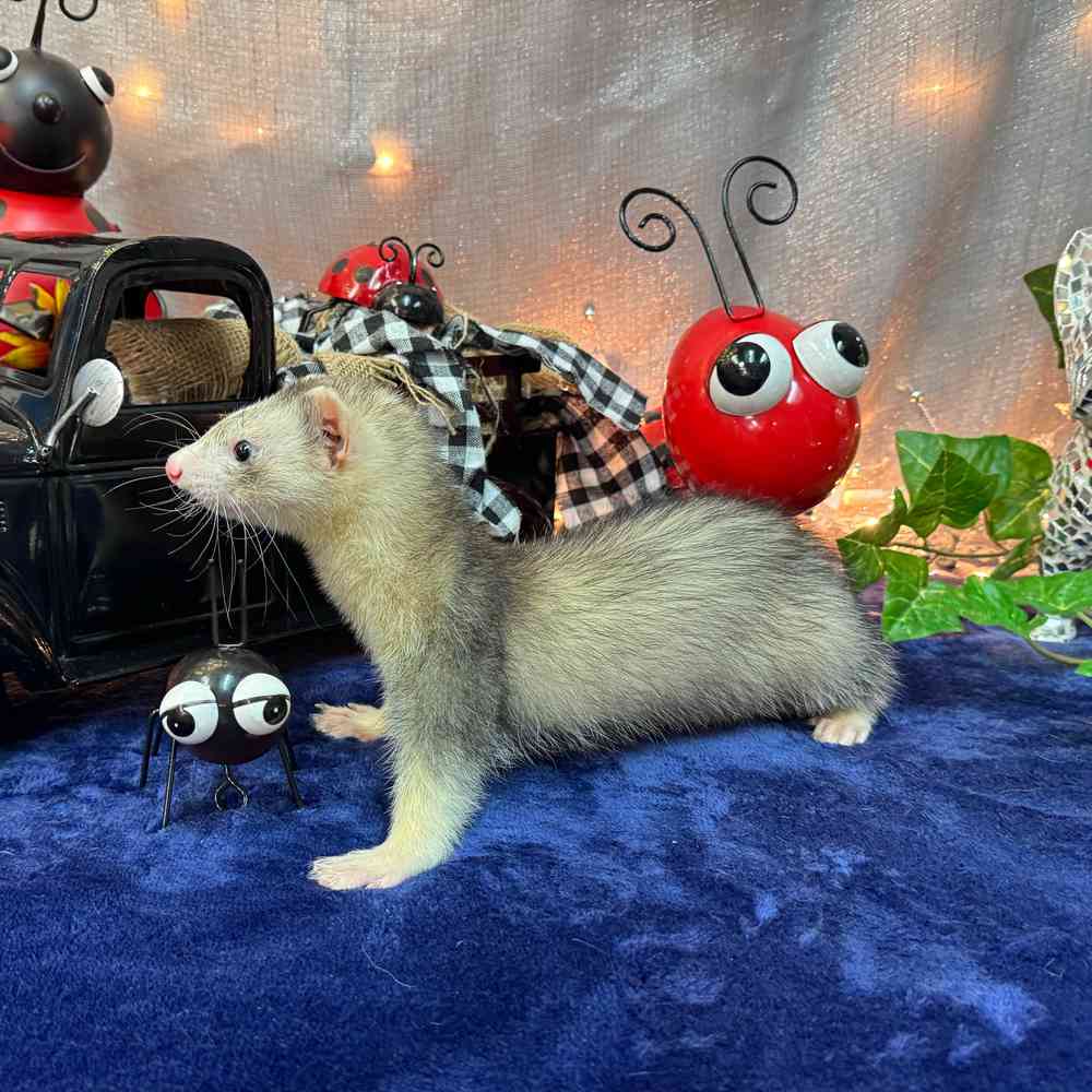 carousel pet images