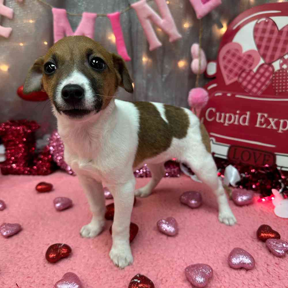 carousel pet images