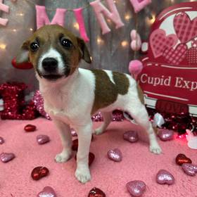 Jack Russell Terrier