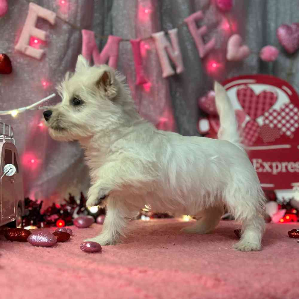 carousel pet images