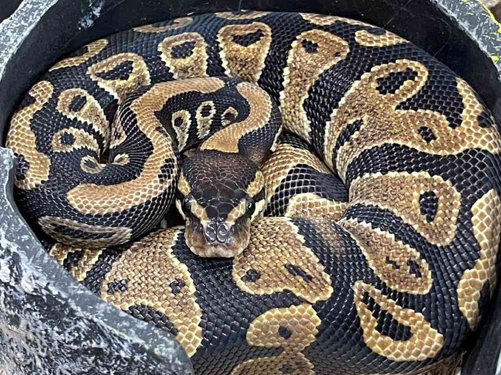 Unknown Ball Python Reptile for Sale in Stafford, VA